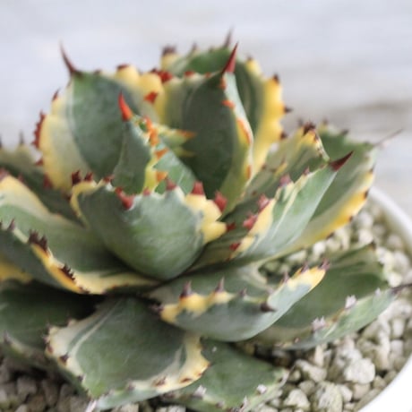 Agave 王妃カブトガニ錦