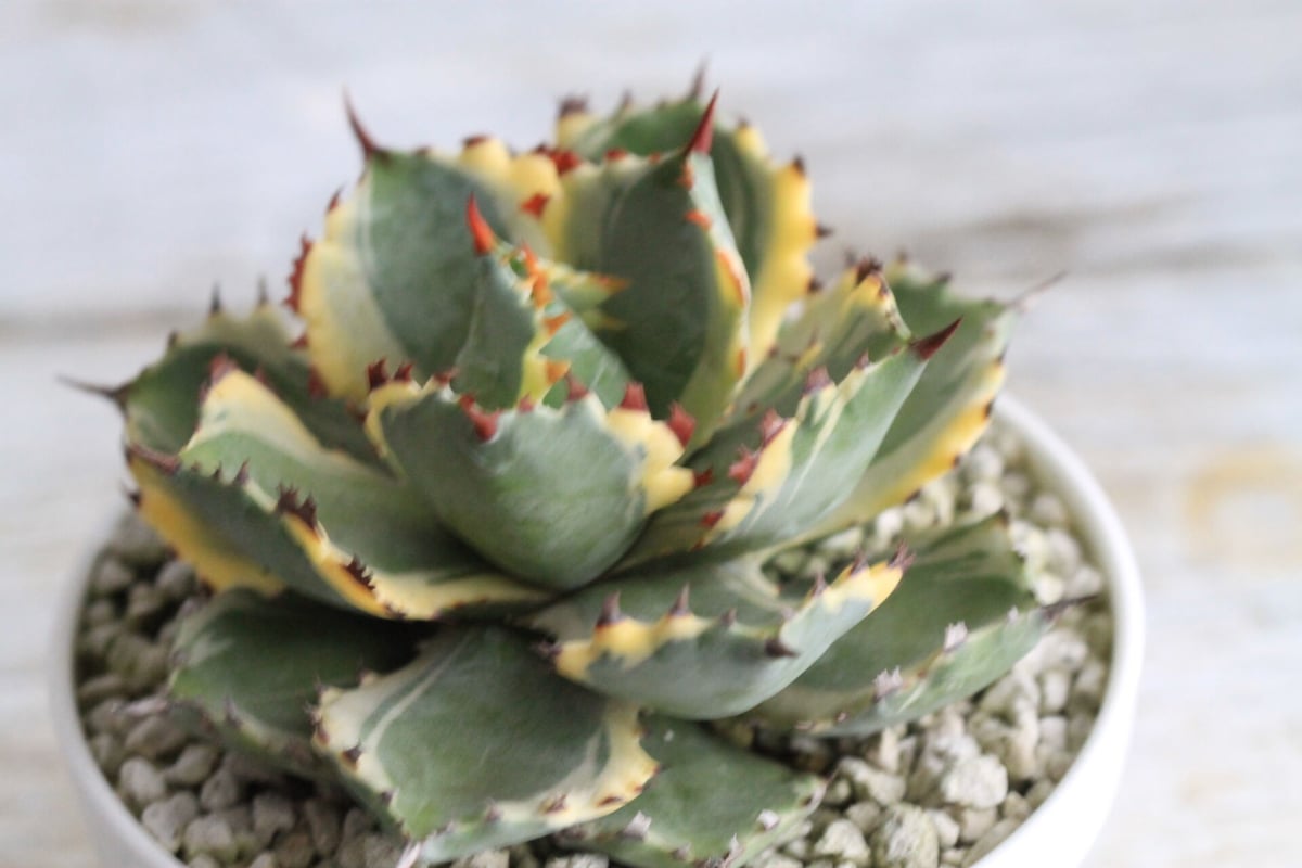 Agave 王妃カブトガニ錦 | hanayoshi-botanical