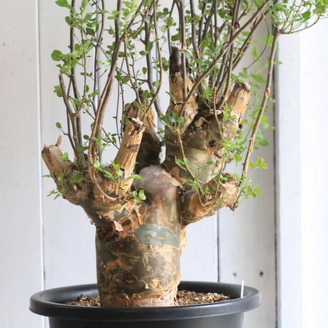 Bursera ファガロイデス