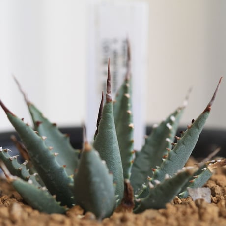 Agave utahensis eborispina　ユタエンシス　エボリスピナ