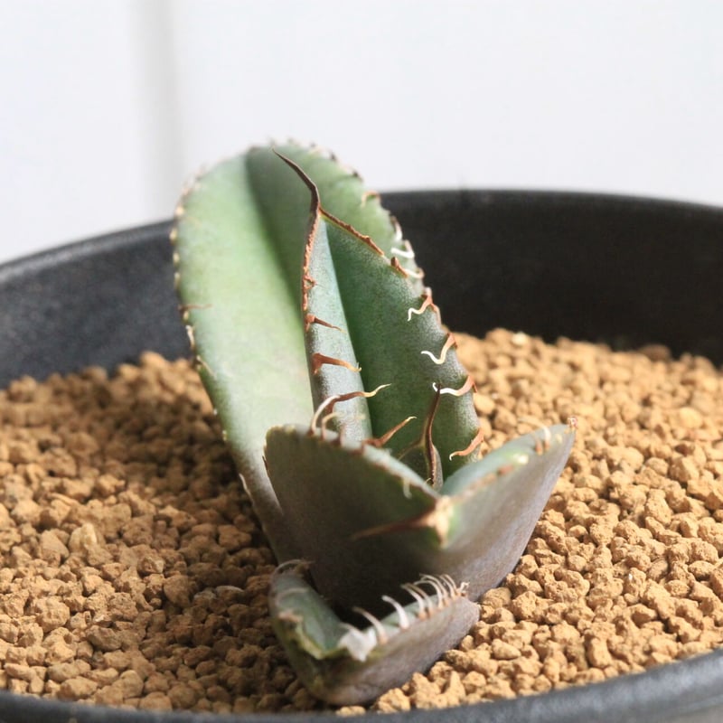 ②アガベ チタノタ 南アフリカダイヤモンド アガベ チタノタ 南アフリカダイヤモンド 