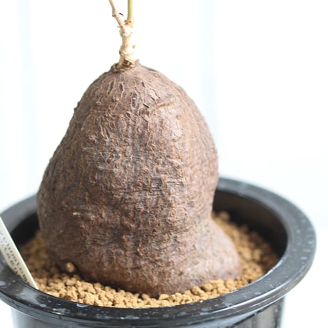 キフォステンマ　モンタグナッキー