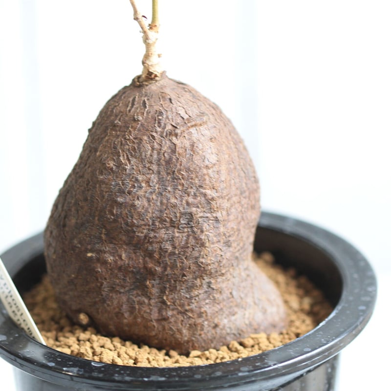 キフォステンマ　モンタグナッキー　現地球　発根済み　2年管理　パキポディウム cyphostemma montagnacii