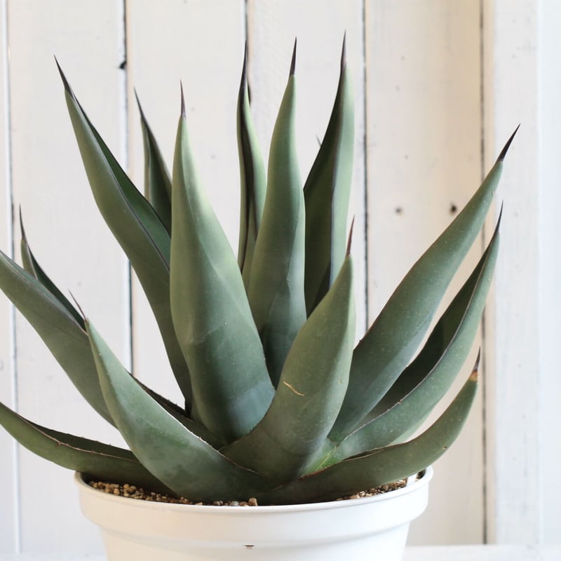 Agave シャークスキン | hanayoshi-botanical