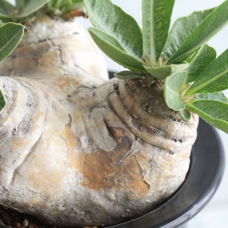 pachypodium エブレネウム