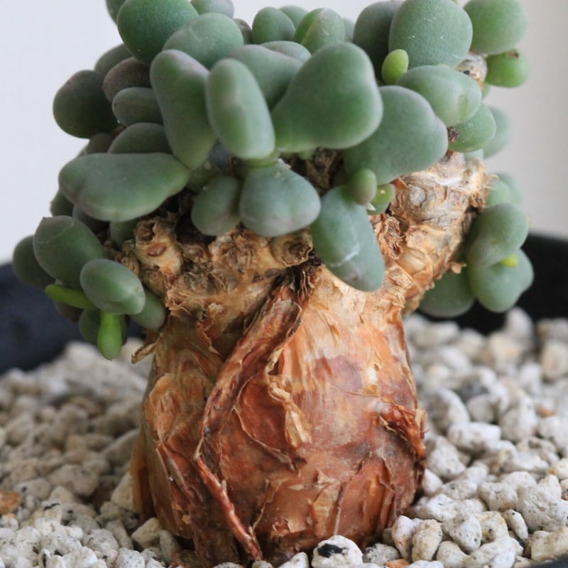 ケラリア ピグマエア | hanayoshi-botanical