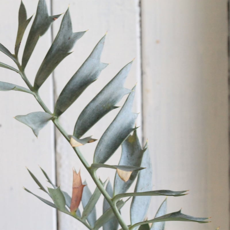 エンセファラルトス ホリダス ドワーフ | hanayoshi-botanical