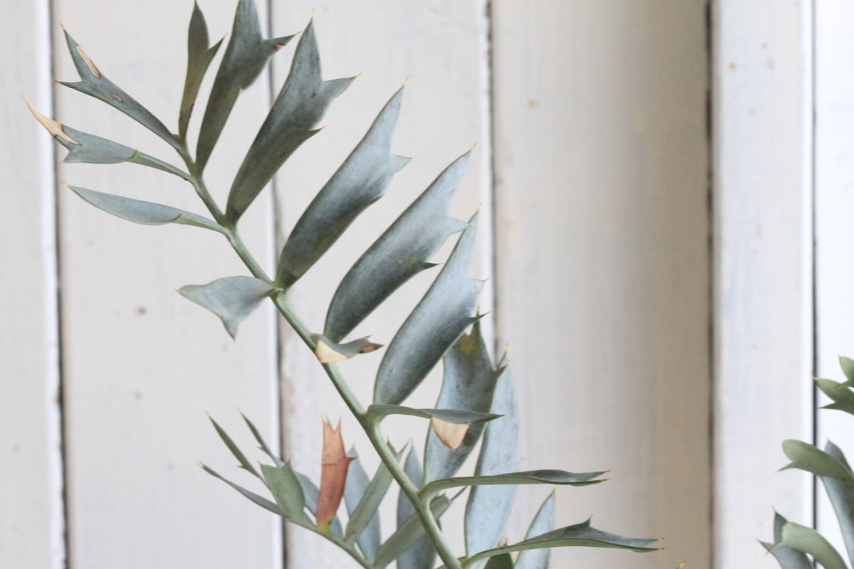 エンセファラルトス ホリダス ドワーフ | hanayoshi-botanical エンセファラルトス ホリダス ドワーフ | hanayoshi-botanical