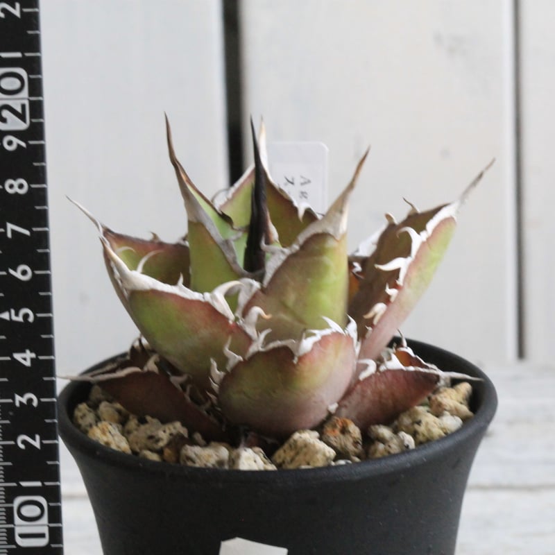 アガベ チタノタ スーパーワン① | hanayoshi-botanical