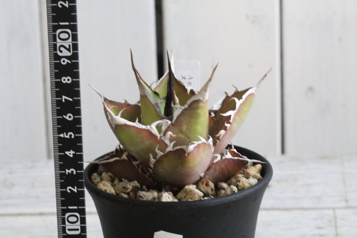 アガベ　スーパーチタノタ　鉢付き アガベ チタノタ 悪魔（スーパーチタノタ）OS15 – linkplants