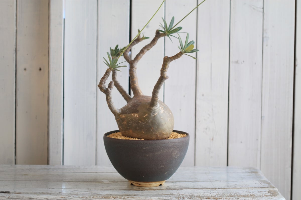 コレクション株 良型 パキポディウム グラキリス 現地球 グラキリス【コレクション株】 パキポディウム・グラキリス