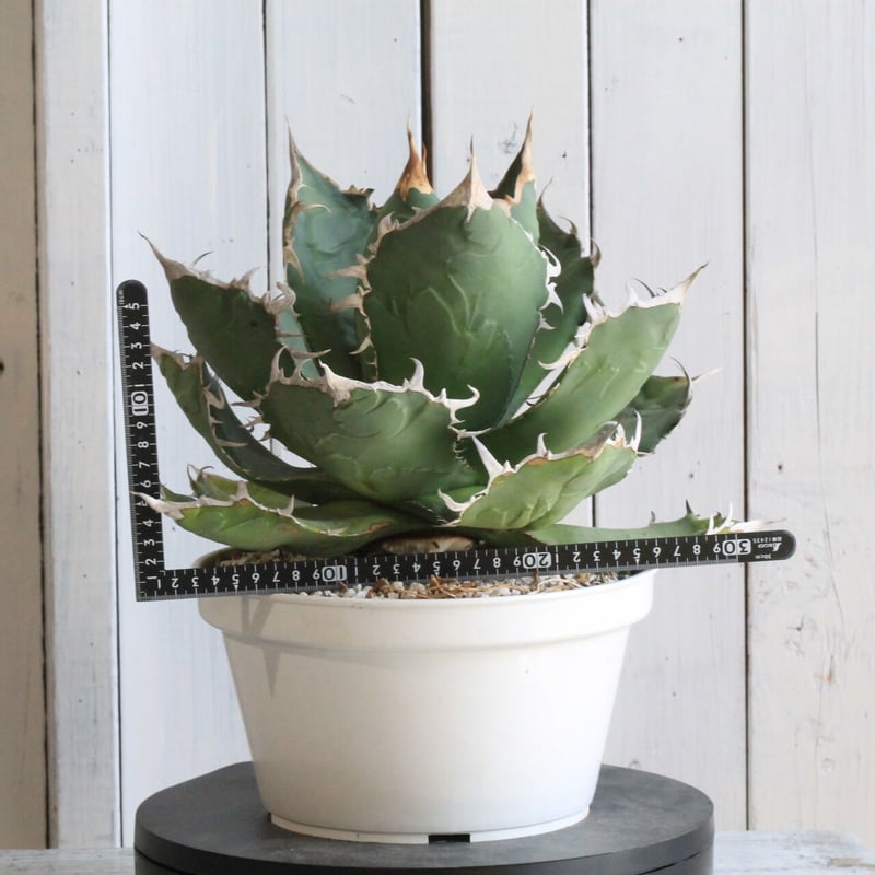 アガベ チタノタ 白鯨（関西系） | hanayoshi-botanical