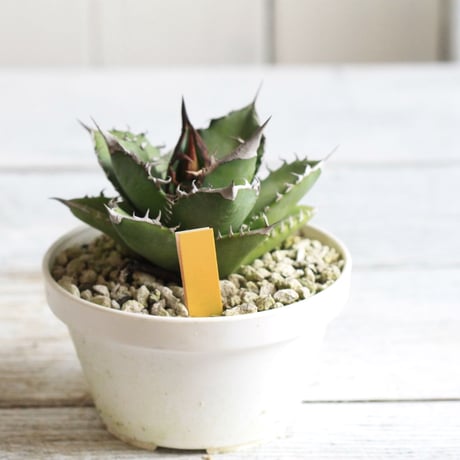 Agave titanota FO76