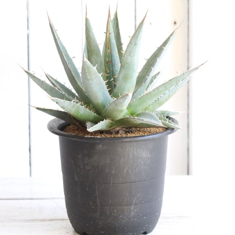 Agave purpusolm　帝釈天