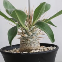 プヤ セルーレア | hanayoshi-botanical