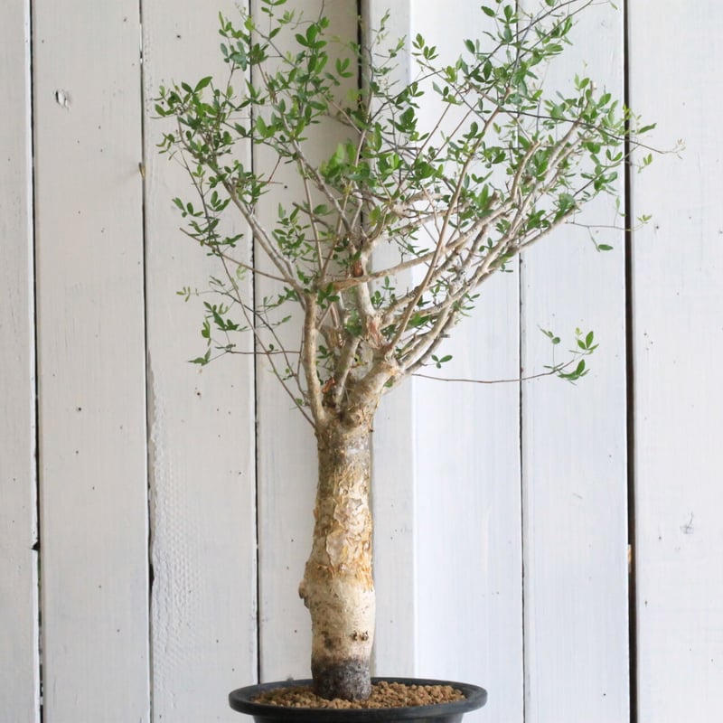 コミフォラ フンベルティ | hanayoshi-botanical