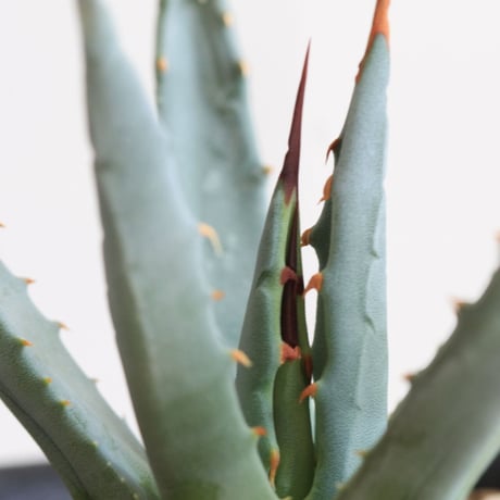 Agave　ユタエンシス　エボリスピナ