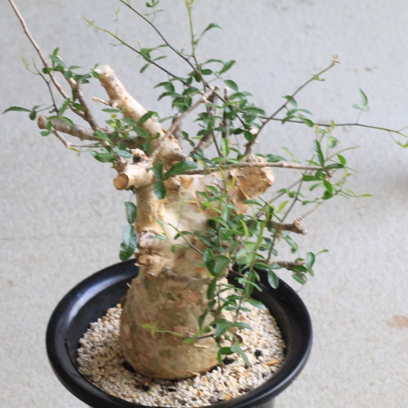 コミフォラ フンベルティ | hanayoshi-botanical