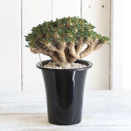 Euphorbia ギラミニアーナ