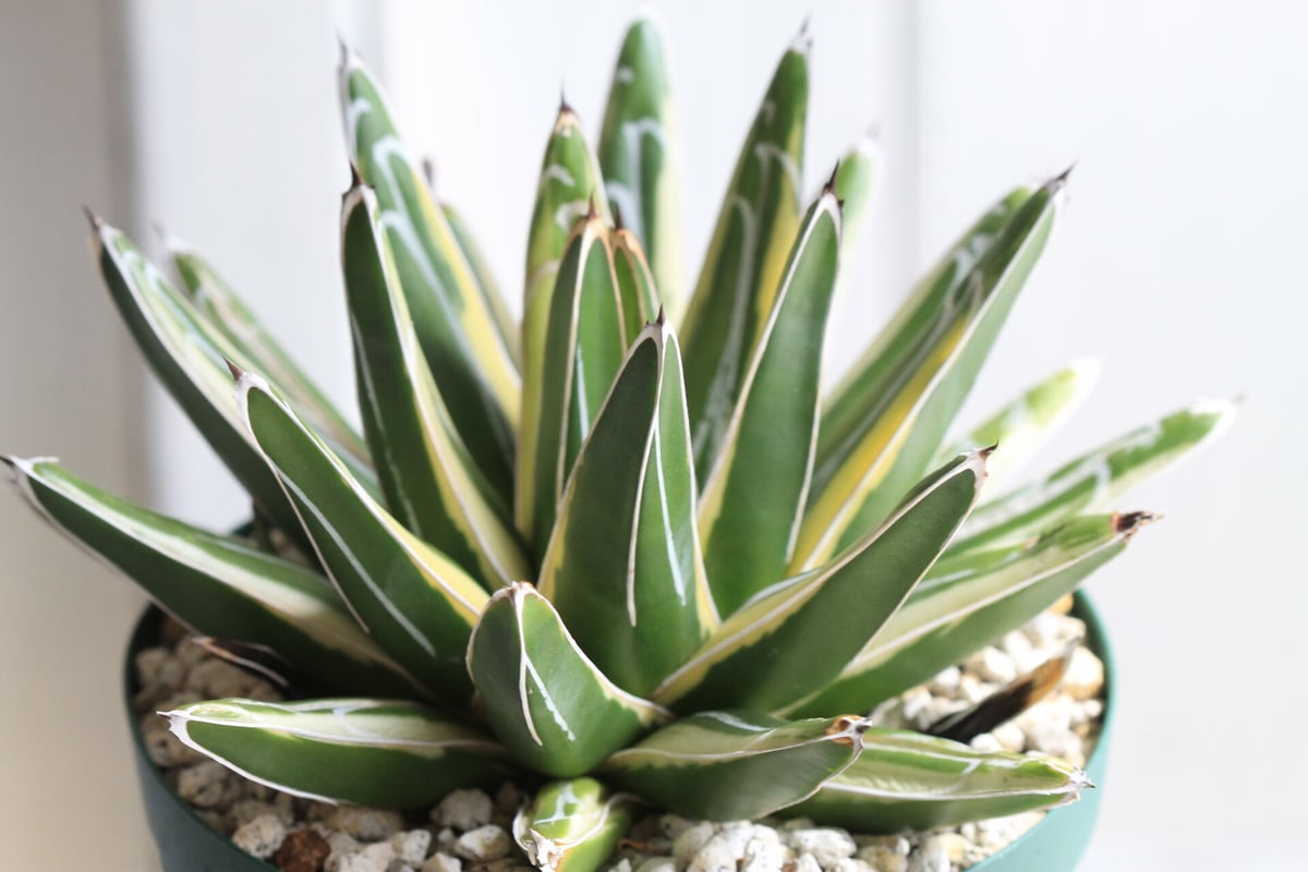 アガベ ロッキー雪山 | hanayoshi-botanical