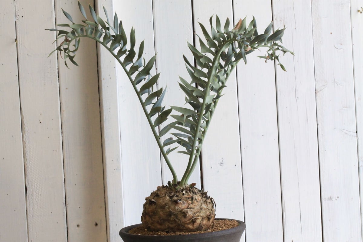 24 エンセファラルトス　ホリダス　特大株　激レアオレンジ幹　丸々　送料無料 エンセファラルトス ホリダス/Encephalartos horridus /姫鬼蘇鉄