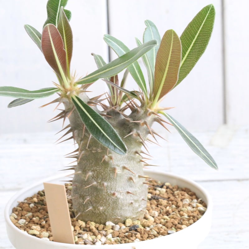 現地球 パキポディウム・カクチペス H272【自社養生株】パキポディウム カクチペス（L）（現地球・発根株