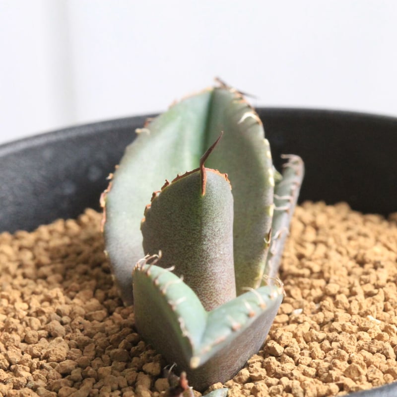 5/28までの出品です。アガベチタノタ　南アフリカダイヤモンド　親株 成長記録】アガベ チタノタ 南アフリカダイヤモンド | KAI plants