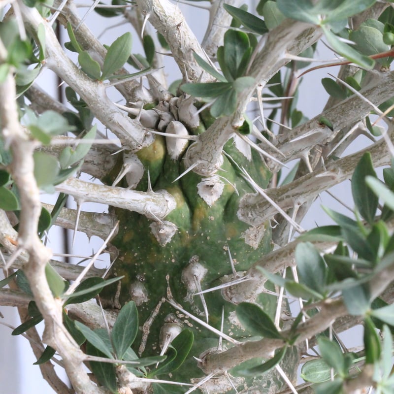 フォークイエリア コルムナリス 観峰玉 | hanayoshi-botanical