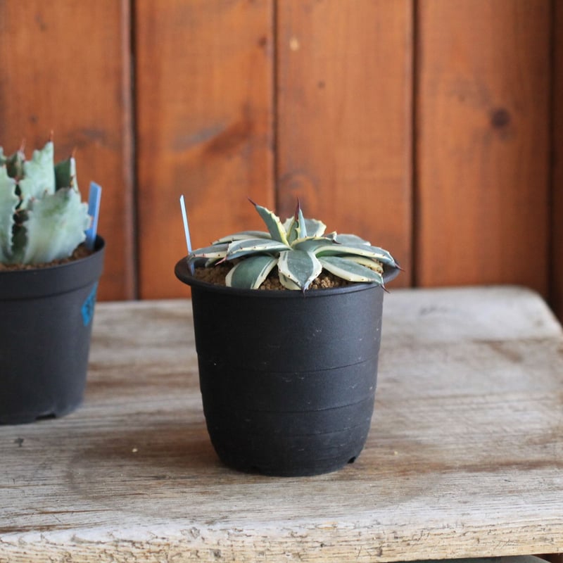 Agave Cream Spike クリームスパイク | hanayoshi-botanical
