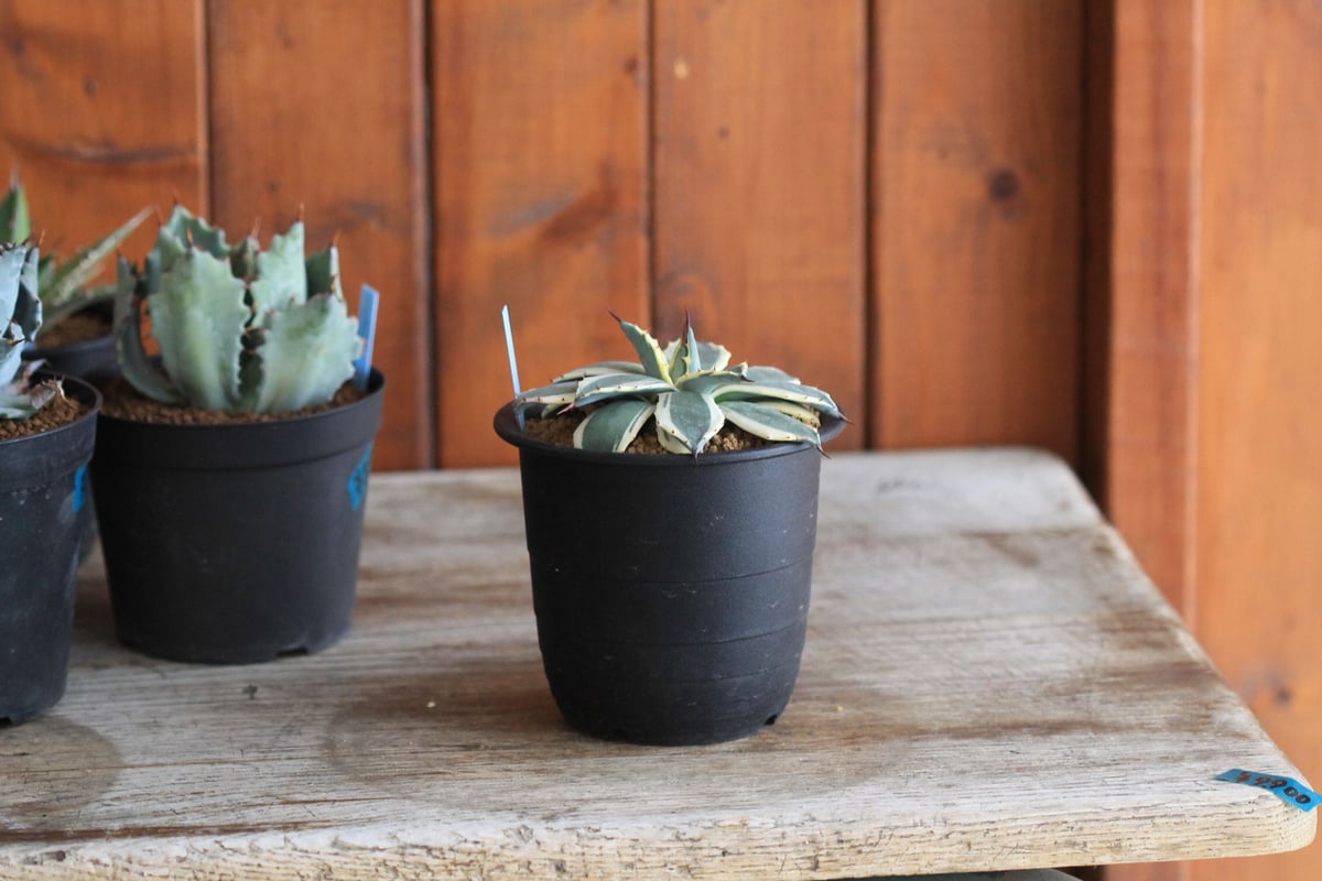 Agave Cream Spike クリームスパイク | hanayoshi-botanical