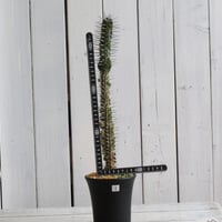 ユッカ アロイフォリア（中斑） | hanayoshi-botanical