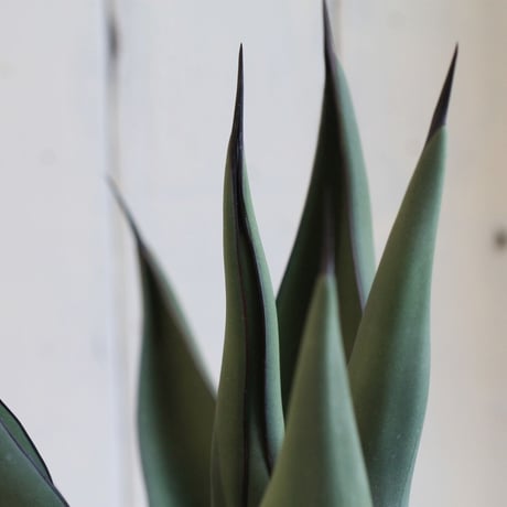 Agave シャークスキン