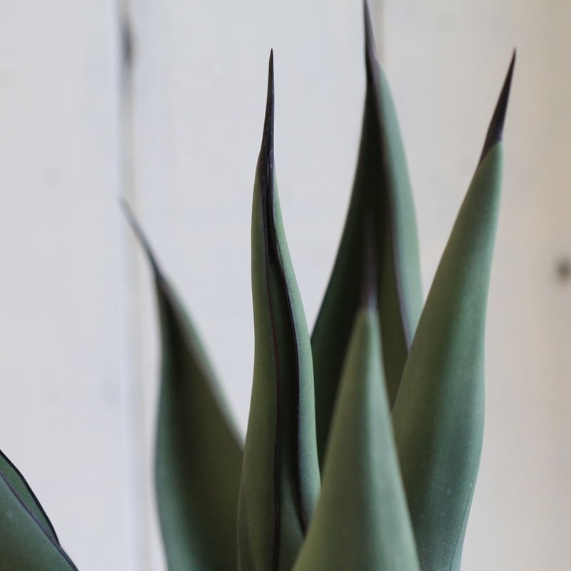Agave シャークスキン | hanayoshi-botanical Agave シャークスキン | hanayoshi-botanical