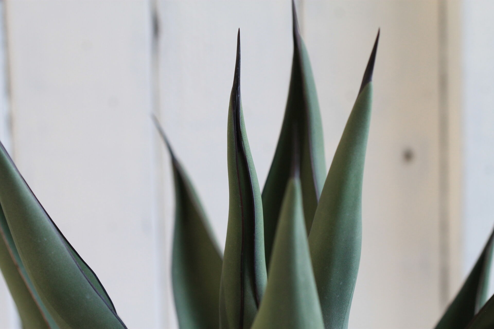 Agave シャークスキン | hanayoshi-botanical