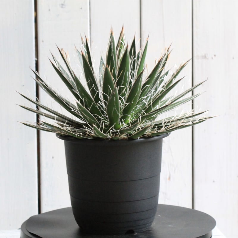 アガベ フィリフェラ シジゲラ | hanayoshi-botanical