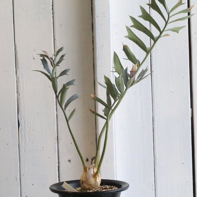 エンセファラルトス ホリダス ドワーフ | hanayoshi-botanical