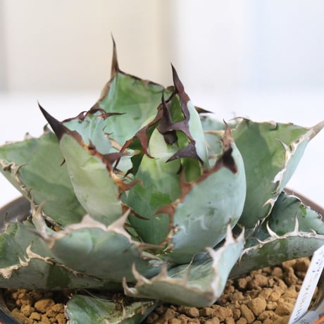 Agave チタノタ ブラック＆ブルー
