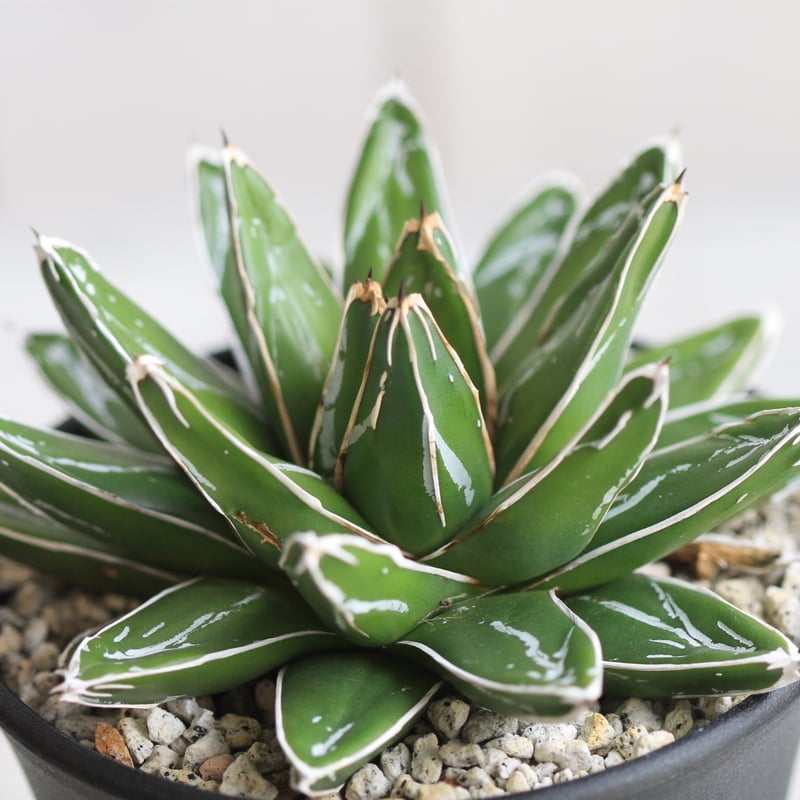 アガベ 帯向笹の雪 ダルマ② | hanayoshi-botanical