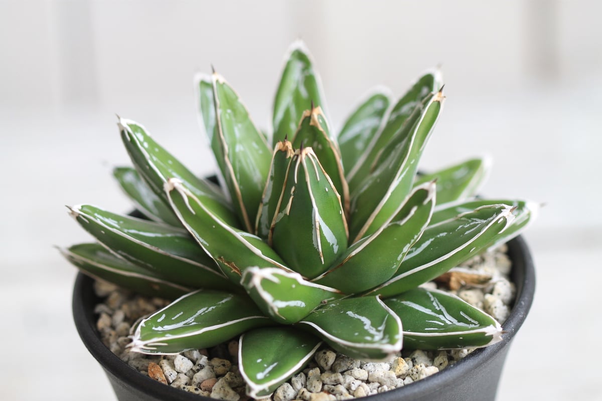 アガベ 帯向笹の雪 ダルマ② | hanayoshi-botanical