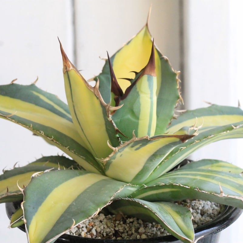 アガベ ホリダ 錦 黄色縞斑 （検 パリー チタノタ アガベ ホリダ 錦