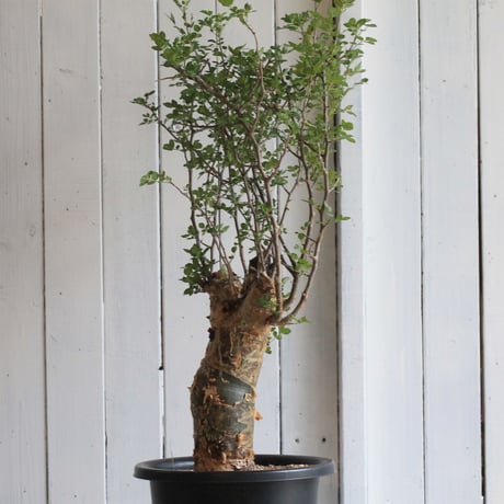 Bursera ファガロイデス