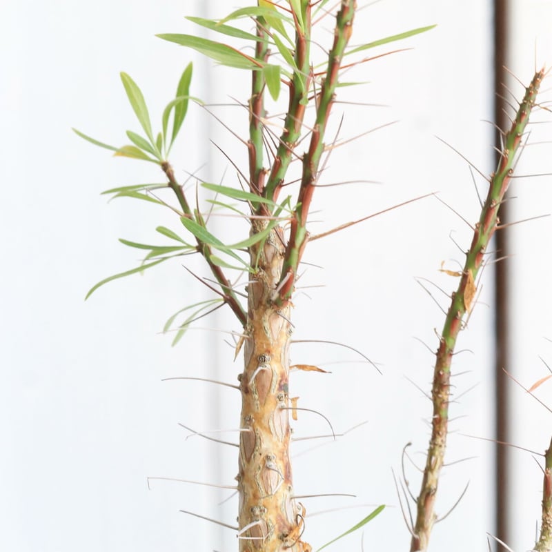 フォークイエリア プルプシー | hanayoshi-botanical フォークイエリア プルプシー | hanayoshi-botanical