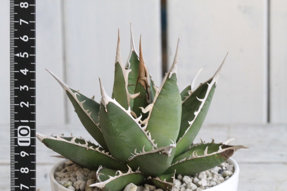 アガベ　帝釈天　覆輪　希少レア株 アガベ 帝釈天 | hanayoshi-botanical