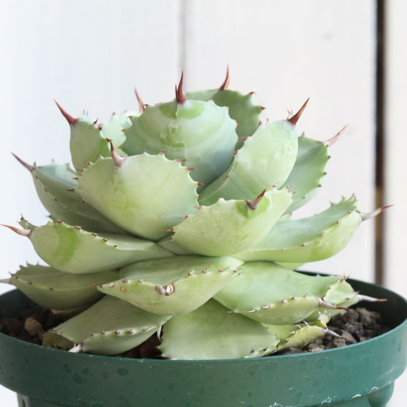 アガベ イシスメンシス バルーン雷神 | hanayoshi-botanical