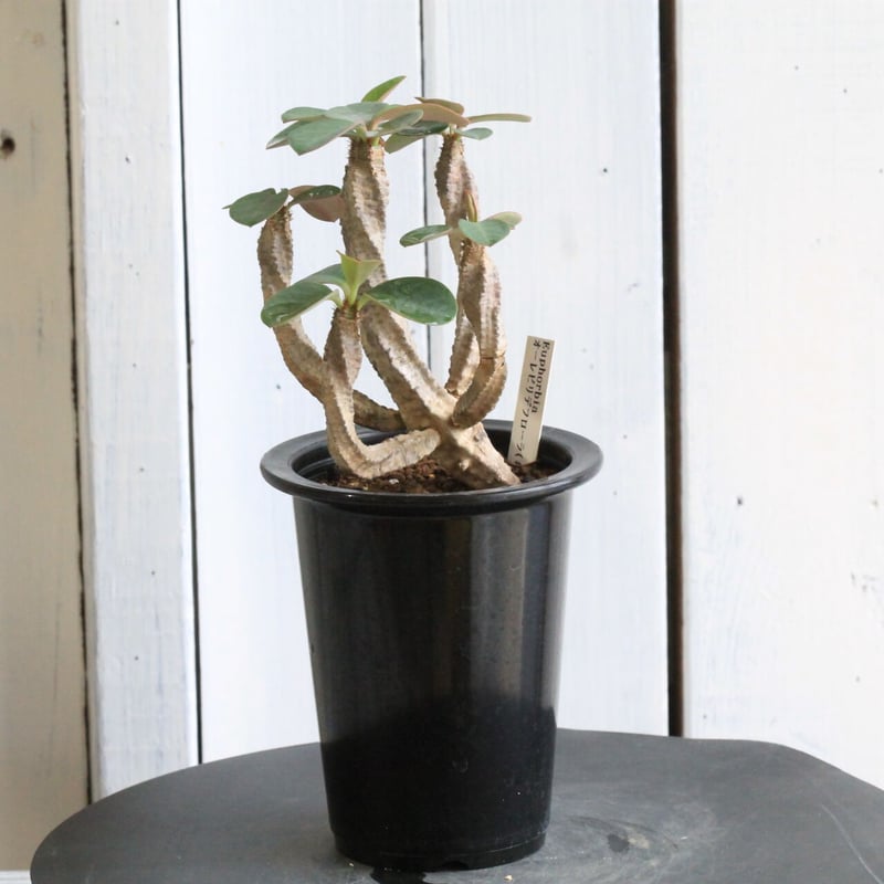 ユーフォルビア オーレビリデフローラ | hanayoshi-botanical