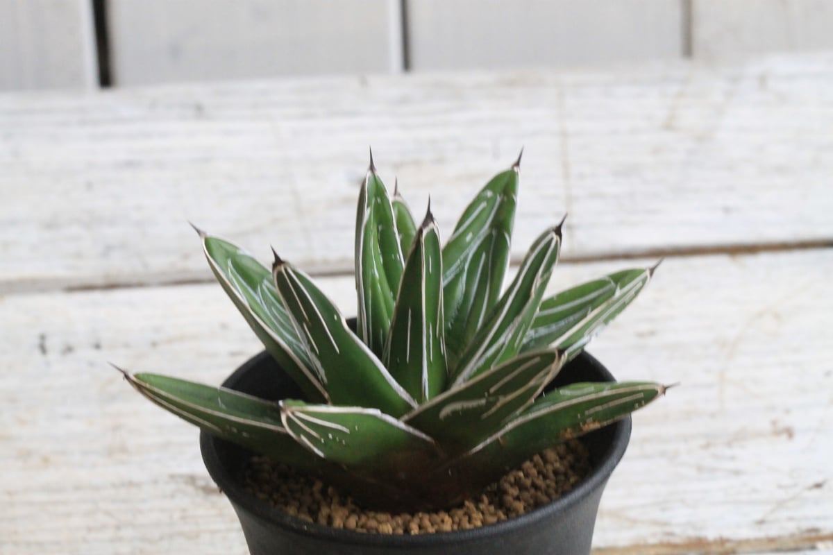 アガベ　特選　中株　笹の雪 アガベ 特選笹の雪（Y-1） | hanayoshi-botanical