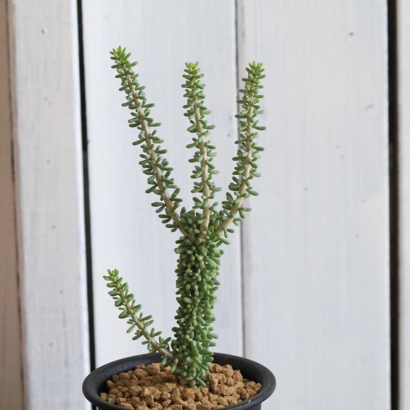 ケラリア ナマクエンシス | hanayoshi-botanical