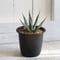 Agave　ユタエンシス　エボリスピナ