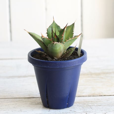 Agave シエラミクスティカ