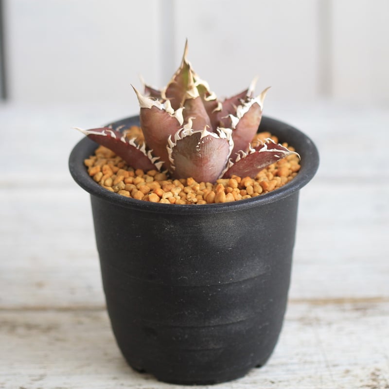 アガベ　チタノタ　レッドキャットウィーズル アガベ チタノタ レッド・キャットウィーズル / Agave titanota